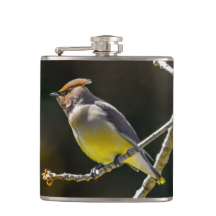Cedar Waxwing zangvogel origineel wilde vogel foto Heupfles