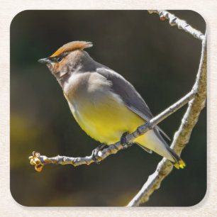 Cedar Waxwing zangvogel origineel wilde vogel foto Kartonnen Onderzetters