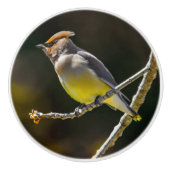 Cedar Waxwing zangvogel origineel wilde vogel foto Keramische Knop (Voorkant)