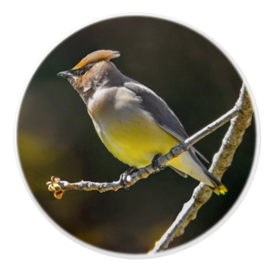 Cedar Waxwing zangvogel origineel wilde vogel foto Keramische Knop (Voorkant)