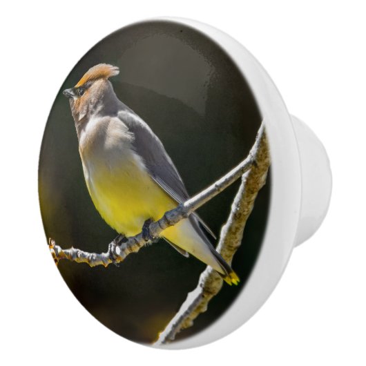 Cedar Waxwing zangvogel origineel wilde vogel foto Keramische Knop (Rechts)