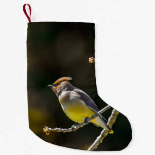 Cedar Waxwing zangvogel origineel wilde vogel foto Kleine Kerstsok
