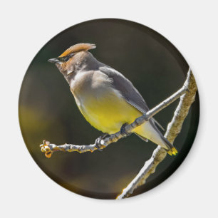 Cedar Waxwing zangvogel origineel wilde vogel foto Magneet