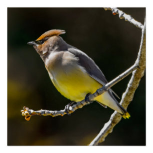 Cedar Waxwing zangvogel origineel wilde vogel foto Perfect Poster