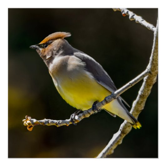 Cedar Waxwing zangvogel origineel wilde vogel foto Perfect Poster (Voorkant)