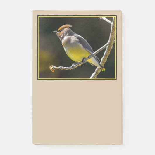 Cedar Waxwing zangvogel origineel wilde vogel foto Post-it® Notes (Voorkant)