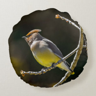 Cedar Waxwing zangvogel origineel wilde vogel foto Rond Kussen