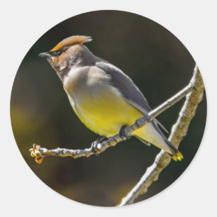 Cedar Waxwing zangvogel origineel wilde vogel foto Ronde Sticker