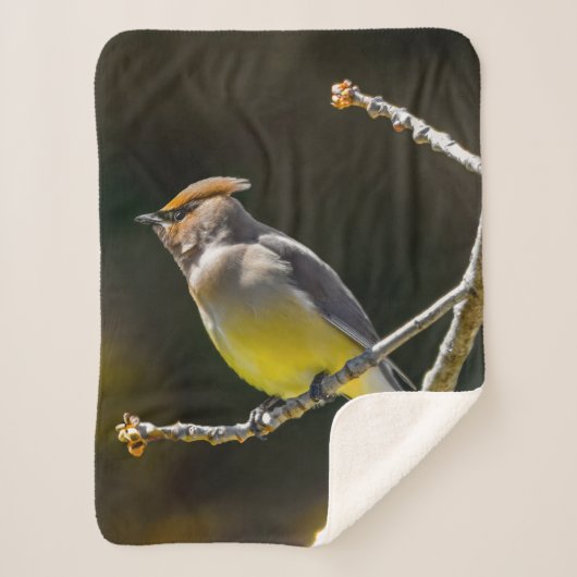 Cedar Waxwing zangvogel origineel wilde vogel foto Sherpa Deken (Voorkant)