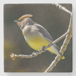 Cedar Waxwing zangvogel origineel wilde vogel foto Stenen Onderzetter