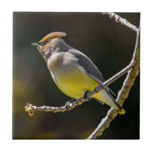 Cedar Waxwing zangvogel origineel wilde vogel foto Tegeltje