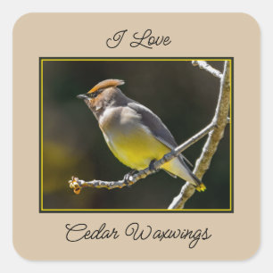 Cedar Waxwing zangvogel origineel wilde vogel foto Vierkante Sticker