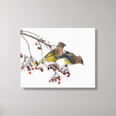 Cedar Waxwings Canvas Afdruk (Voorkant)