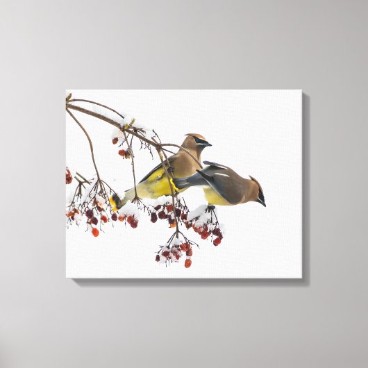 Cedar Waxwings Canvas Afdruk (Voorkant)