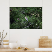 Cedar Waxwings in de boom met bessen Poster (Keuken)