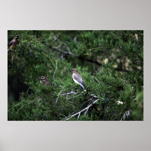 Cedar Waxwings in de boom met bessen Poster (Voorkant)
