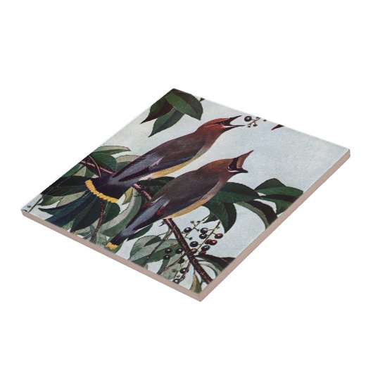 Cedar Waxwings in een Wild Black Cherry Tree Tegeltje (Zijkant)