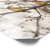 Cedar Waxwings in Winter Foto afdrukken (Hoek)