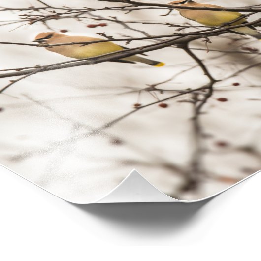 Cedar Waxwings in Winter Foto afdrukken (Hoek)