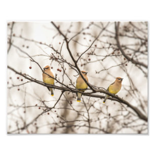 Cedar Waxwings in Winter Foto afdrukken