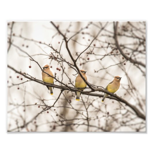 Cedar Waxwings in Winter Foto afdrukken (Voorkant)