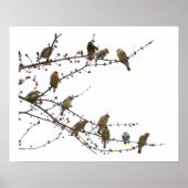 Cedar Waxwings Poster (Voorkant)