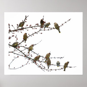Cedar Waxwings Poster