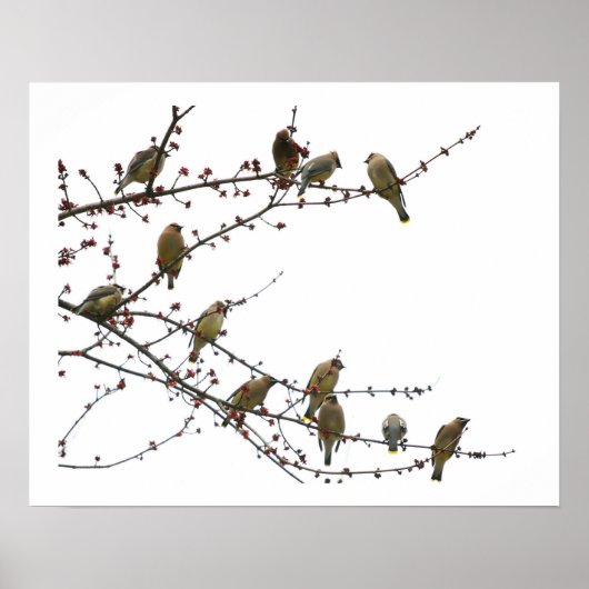 Cedar Waxwings Poster (Voorkant)