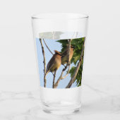 Cedar Waxwings - Rondwerende vogelserie - Glass Glas (Voorkant)
