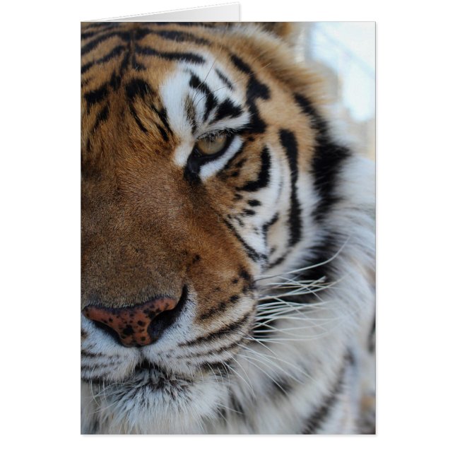 Cedarhill Animal Sanctuary Card (Voorkant)