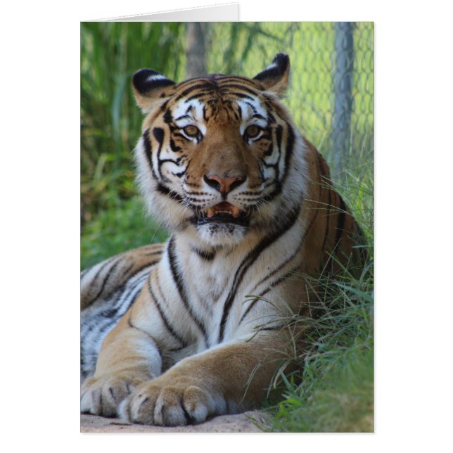 Cedarhill Animal Sanctuary Card (Voorkant)