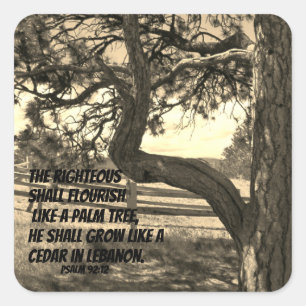 Cedars of Libanon Bijbel Verse Psalm 91:12  Vierkante Sticker
