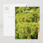 Cedars van Libanon Briefkaart (Voorkant / Achterkant)