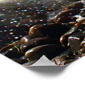 CedarTreeNeck16x20 Poster (Hoek)