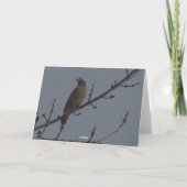 Ceder Waxwing Kaart (Achterkant)