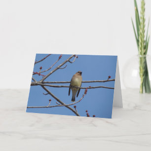 Ceder Waxwing Kaart