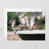 Ceder Waxwings bij het Briefkaart van het Bad van (Voorkant / Achterkant)