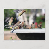 Ceder Waxwings bij het Briefkaart van het Bad van (Voorkant)