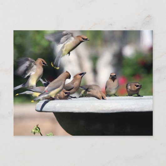 Ceder Waxwings bij het Briefkaart van het Bad van (Voorkant)