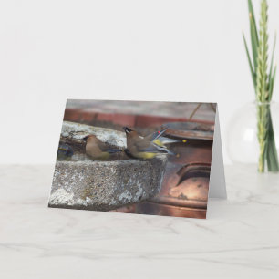 Ceder Waxwings en Vogelbad Kaart