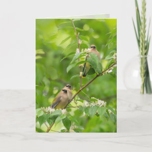 Cederpestvogel Kaart