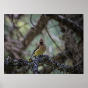Cederpestvogel op een tak poster