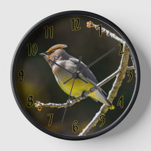 Cederpestvogel Zangvogel Originele Wilde Vogel Fot (Voorkant)