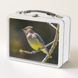 Cederpestvogel Zangvogel Originele Wilde Vogel Fot