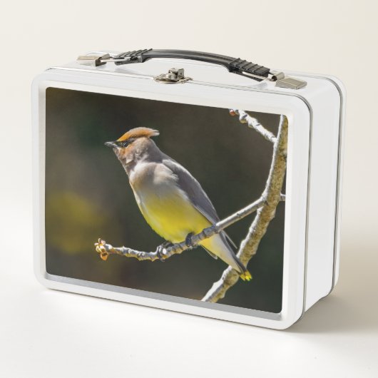 Cederpestvogel Zangvogel Originele Wilde Vogel Fot (Voorkant)
