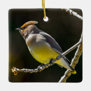 Cederpestvogel Zangvogel Originele Wilde Vogel Fot Keramisch Ornament