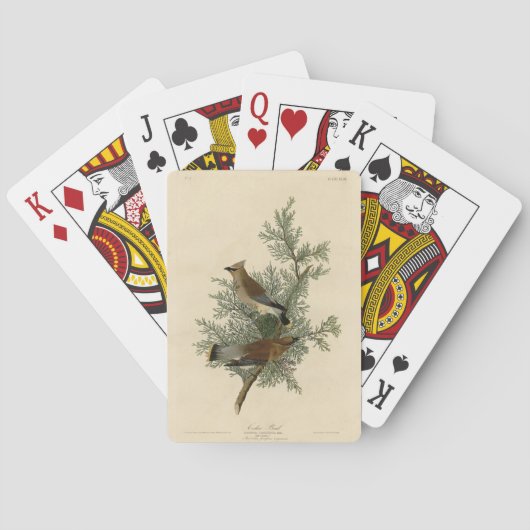 Cedervogel, Cederpestvogel Audubon Vogels van Amer Pokerkaarten (Achterkant)