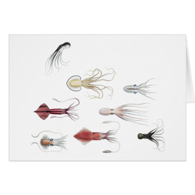 Cefhalopodificeerd (Voorkant Horizontaal)