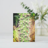 Ceiba speciosa, de flosdraad feestdagenkaart (Staand voorkant)