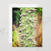 Ceiba speciosa, de flosdraad feestdagenkaart (Voorkant / Achterkant)